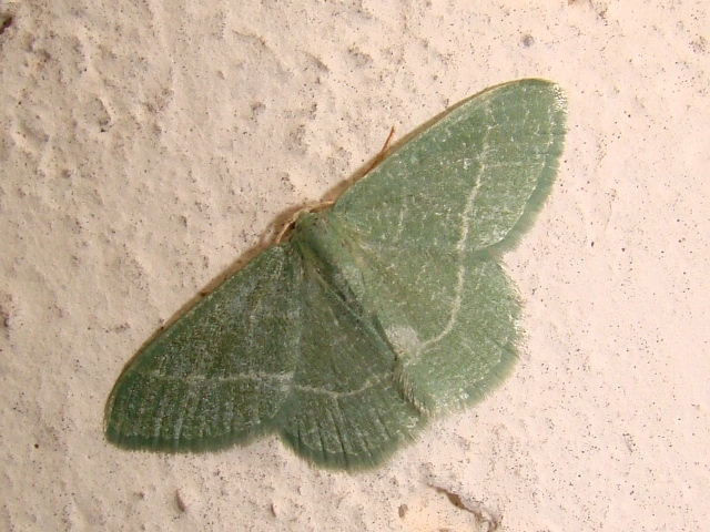 Phaiogramma etruscaria e Loxostege sticticalis